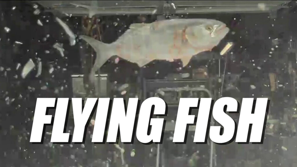 Fish falls from the sky and smashes Tesla's windshield