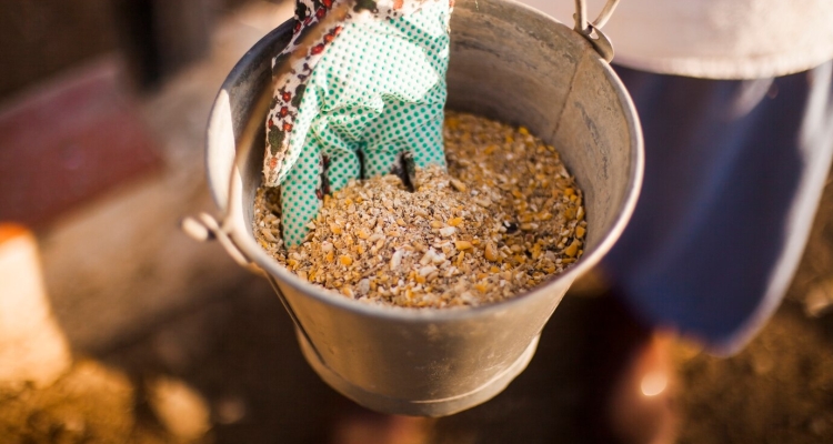 Cattle Feed Market