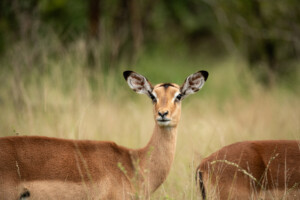 Aha Hotels &Amp; Lodges Expands Its Portfolio With The Opening Of The Luxurious Skukuza Hotel