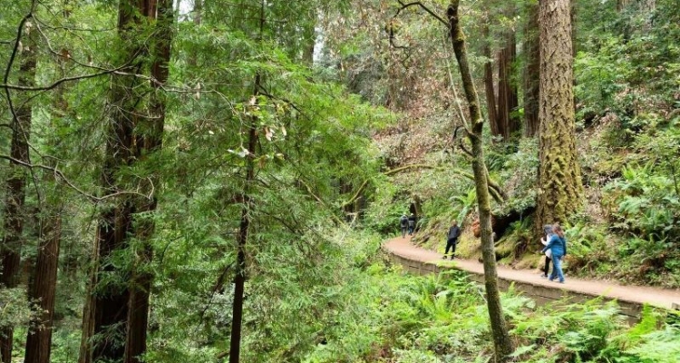 Visitors hike on the Hillside Trail at Muir Woods. Photo by Alison Taggart-Barone/NPS