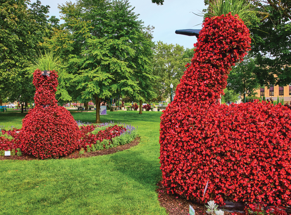 Red bird topiary at Bronson Park in Kalamazoo